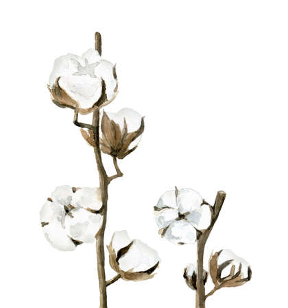 Cotton balls. Flower detail for card, postcard, wedding invitation, greeting, pattern. Watercolour illustration on white background.の写真素材
