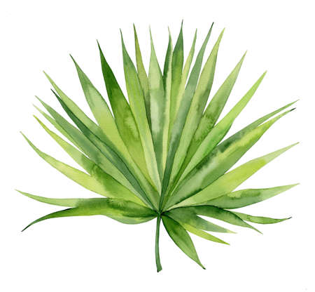 Watercolour leaf. Tropical plant element. Palm botanical illustration on white background.の写真素材