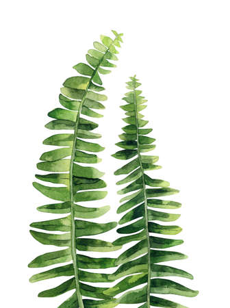 Fern plant. Design for creating, greeting, card, invitation. Cute plant detail. Watercolour illustration isolated on white background.の写真素材