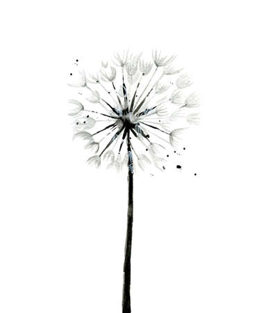 Monochrome dandelion flower. Floral detail for card, postcard, invitation, greeting, pattern. Watercolour botanical illustration isolated on white background.の写真素材