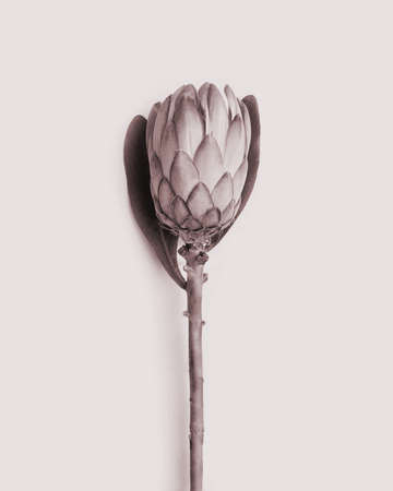 Protea flower. Floristic Art. Botanical photo. Exotic plant. Photography on beige background.