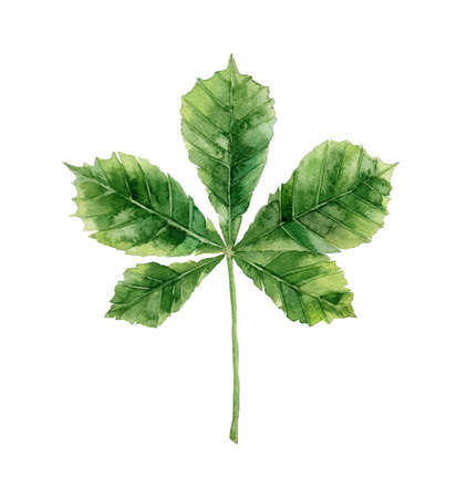 Chestnut leaf. Plant detail for card, postcard, invitation, greeting, pattern. Watercolour botanical illustration isolated on white background.の写真素材