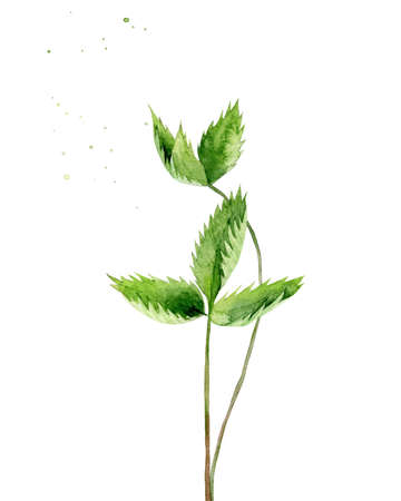  Strawberry stems. Field plant leaves. Green watercolour illustration isolated on white background.の写真素材