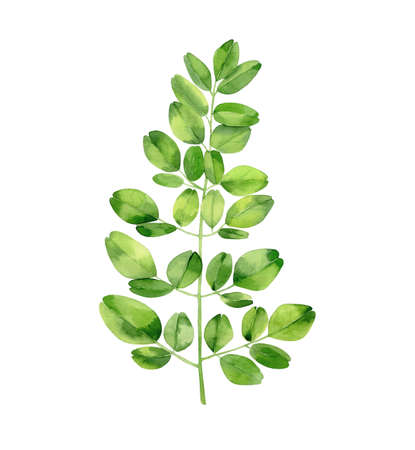 Moringa. Tropical tree leaves. Botanical art. Watercolour illustration isolated on white background. の写真素材