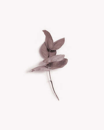 Dried eucalyptus leaves. Tree branch. Botanical art. Plant photography on beige background.の写真素材