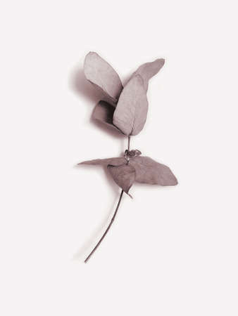 Dried tree leaves. Eucalyptus branch. Photo with single tree branch. Botanical photography on beige background.の写真素材