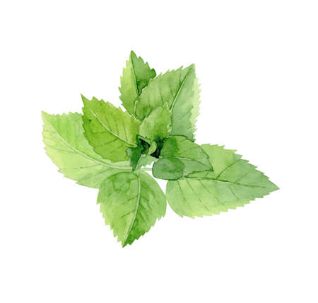 Mintstem. Green herb plant. Detail for a restaurant menu. Watercolour illustration isolated on white background.の写真素材