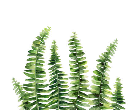 Fern. Tropical forest plants. Botanical art. Watercolour illustration isolated on white background.の写真素材