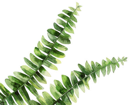 Fern leaves. Tropical forest plants. Botanical art. Watercolour illustration isolated on white background.の写真素材