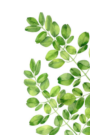 Moringa. Tropical tree leaves. Botanical art. Watercolour illustration isolated on white background.の写真素材