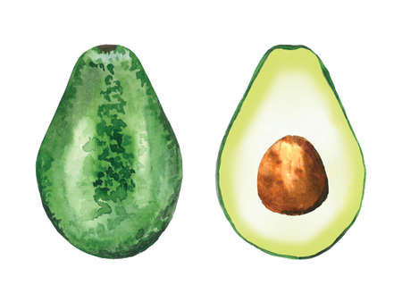 Whole and sliced avocado. Green food. Tropical fruit. Watercolour illustration isolated on white background.の写真素材