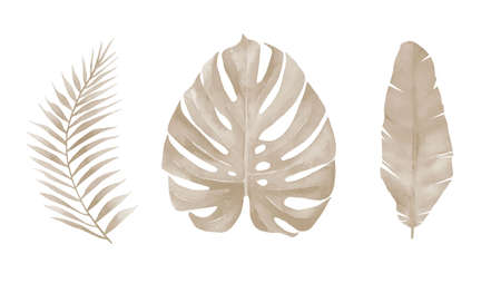 Dried palm leaves. Monstera exotic frond set. Botanical art. Watercolour illustration isolated on white background.の写真素材