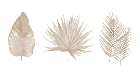 Palm leaves. Tropical tree set. Beige branches. Watercolour illustration isolated on white background. の写真素材