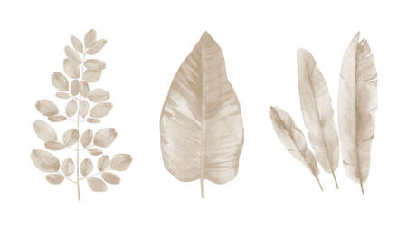 Beige plant set. Neutral tone leaves. Design for invitation, greeting, card, textile. Watercolour leaf details on white background. の写真素材