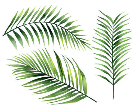 Green palm leaves. Tropical coconut branches. Botanical plant set. Watercolour illustration isolated on white background.の写真素材