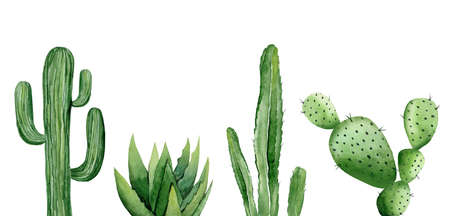 Green cactus set. Saguaro cactus. Aloe vera plant. Greenery. Watercolour illustration isolated on white background.の写真素材