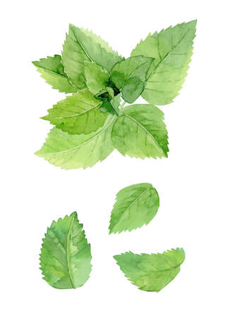 Mint leaves. Herbal plant set. Watercolour illustration isolated on white background.の写真素材