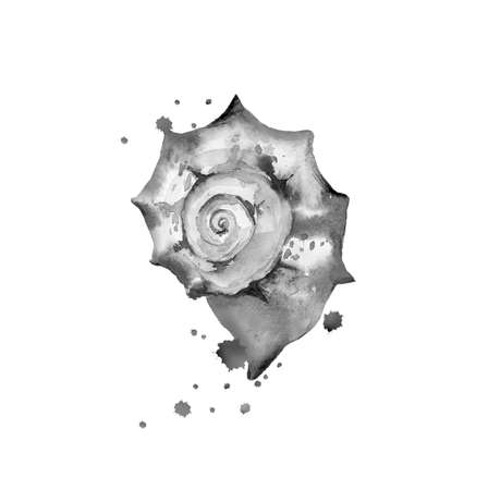 Monochrome seashell. Design for sea style invitation, tote bag, pillow, textile, card, postcard. Watercolour illustration isolated on white background.の写真素材
