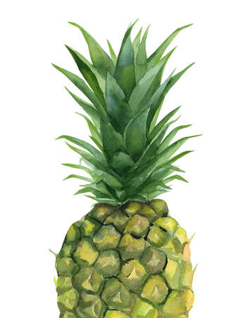 Pineapple. Tropical fruit. Watercolour illustration on white background.の写真素材