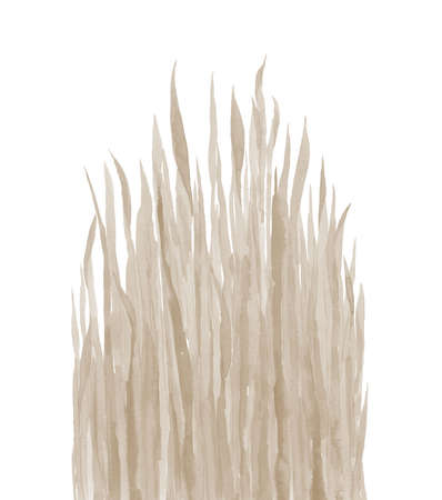 Dried grass. Beige plant leaves. Watercolour pastel stem. Botanical illustration on white background.の写真素材