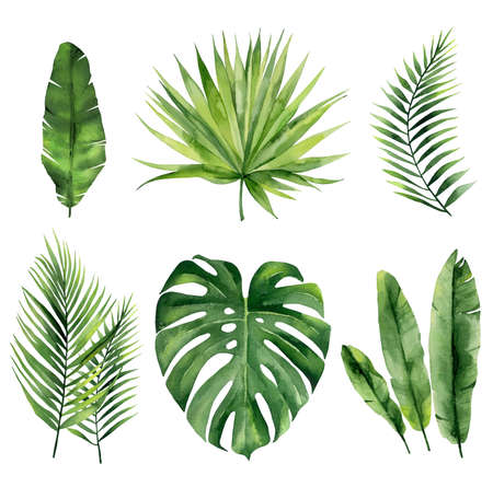 Tropical summer leaves. Exotic plant set for textile design, invitation tropical design, greeting, card, postcard. Watercolour fronds isolated on white background.の写真素材