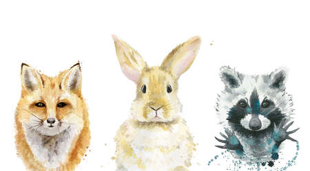 Animal set. Fox, rabbit and raccoon. Watercolour illustration isolated on white background.の写真素材