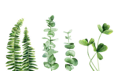Summer plant set. Fern, eucalyptus branches and clover stems. Watercolour illustration isolated on white background.の写真素材