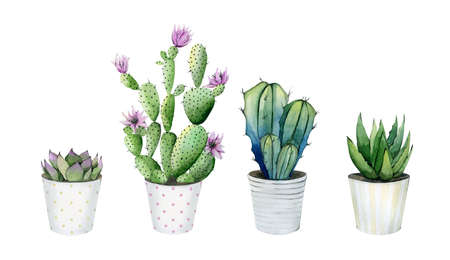 Home plants in the pots. Cactus, succulent, aloe vera. Cacti set. Watercolour botanical illustration on white background.の写真素材