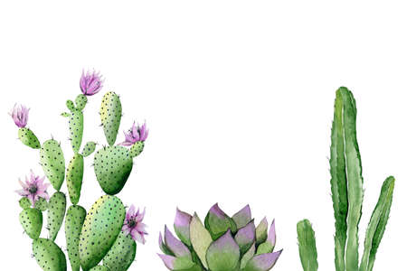 Southwest plants set. Blooming pink cactus, succulent and green cactus. Watercolour illustration isolated on white background.の写真素材