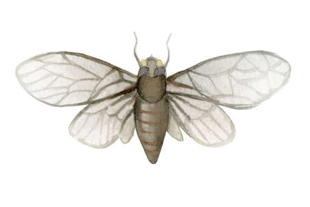 Fly cicada. Insects of France. Watercolour illustration isolated on white illustration.の写真素材