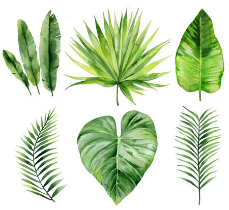 Exotic leaves set. Palm fronds collection. Watercolour illustration isolated on white background.の写真素材
