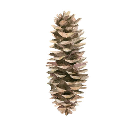 Fircone. Tree cone. Forest nature detail. Watercolour isolated on white background.の写真素材