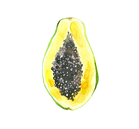 Papaya slice. Tropical fruit . Watercolor illustration isolated on white background.の写真素材