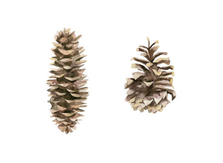 Pine and fir cones. Forest tree cones set. Watercolour illustration on white background.の写真素材