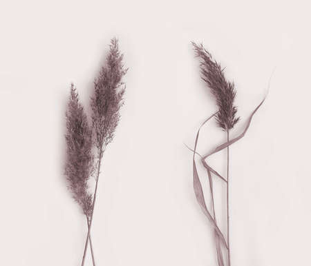 Dried plant photo set. Beige pampas grass. Botanical herbarium leaves. Details for card, postcard, posters. Photography on beige background.の写真素材