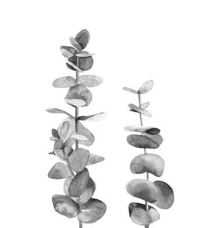 Black and white eucalyptus cinerea branches. Australia tree with round leaves. Botanical art. Watercolour illustration isolated on white background.の写真素材