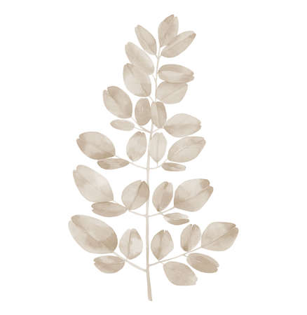 Dried plant leaves. Tropical tree frond. Super food. Design for poster, invitation, greeting, card, postcard. Watercolour botanical illustration isolated on white background.の写真素材
