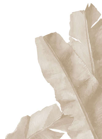 Banana leaves. Exotic foliage.. Dried tropical branches. Watercolour illustration isolated on white background.の写真素材