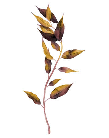 Autumn yellow and burgundy branch. Dried tree frond. Watercolour illustration isolated on white background.の写真素材
