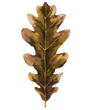 Gold oak leaf. Plant element for pattern, print, background, cards, banners design in autumn mood. Watercolour botanical illustration isolated on white background.の写真素材