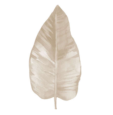 Watercolour dried leaf. Plant element for pattern, print, background, cards, banners design in autumn mood. Botanical abstract illustration on white.の写真素材