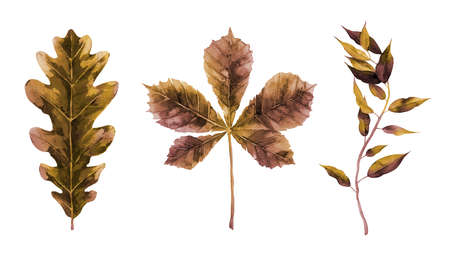 Dried autumn leaf set. Watercolour plant elements for pattern, print, background, cards, banners design. Botanical illustration isolated on white background.の写真素材