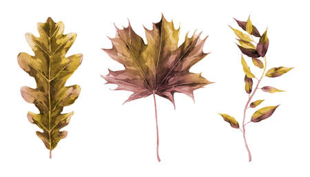 Dried autumn maple and oak foliage. Botanical set. Watercolour illustration isolated on white.の写真素材
