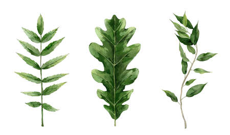 Green watercolor leaf set. Oak, rowan and ficus leaves. Botanical Illustration isolated on white background.の写真素材