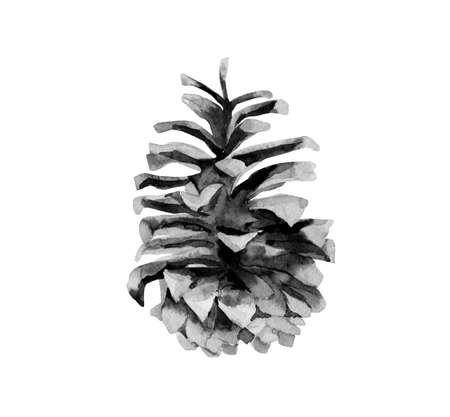 Conifer cone. Monochrome detail for Christmas design. Botanical watercolour illustration isolated on white background.の写真素材
