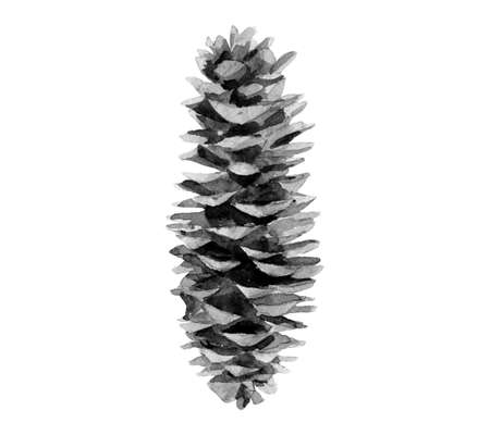 Watercolour image of fir cone. Minimalist detail for winter holiday card, post card, banners. Hand drawn realistic coniferous elements isolated on white background.の写真素材