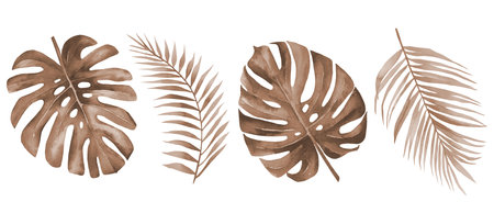 Dry palm leaves. Dried tropical monstera and palm leaf set. Terracotta plants. Watercolour illustration isolated on white background.の写真素材
