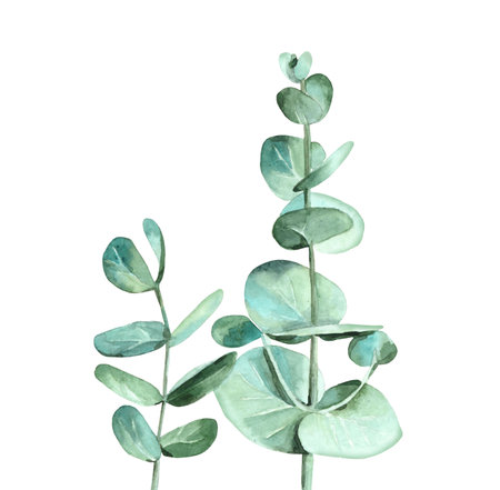 Watercolour eucalyptus Leaves. Silver and green tree branches. Design for wedding invitation, greeting, card, post card and textile. Botanical Water color illustration on white background.の写真素材