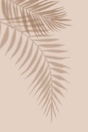 Shadows from Tropical Palm leaves. Light pastel background with Shadow. Illustration for cover, trend frame, card, postcard, graphic design.の写真素材