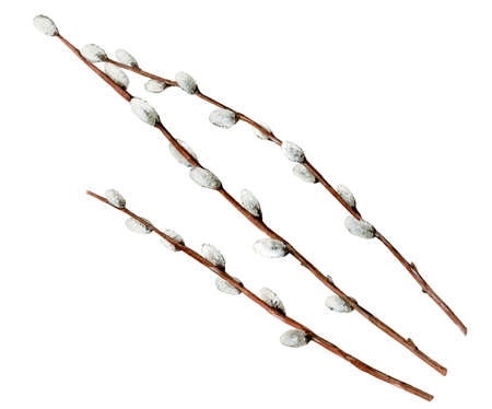 Spring tree Branches with buds. Watercolor willow Branche isolated on white background. Botanical illustration. Detail for Easter design.の写真素材